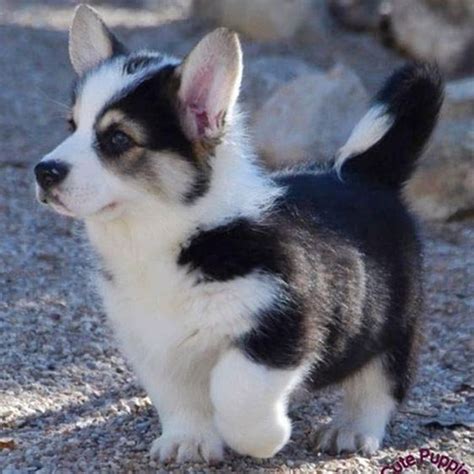 For a designer dog, this is a relatively low price but the price will vary from breeder to breeder. . Half corgi half husky